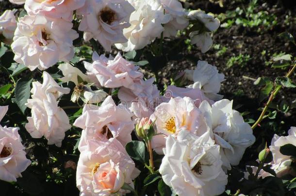 明亮的白色的花园玫瑰盛开的采用夏季节