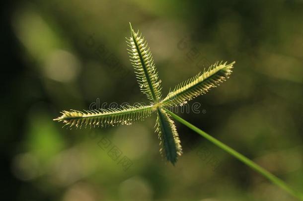 毛茛属水生植物草或海滩金属丝草