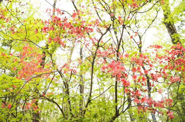 朱红色杜鹃花花