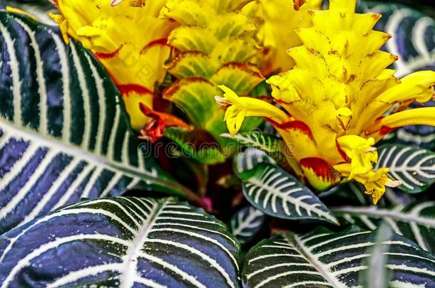 指已提到的人斑马植物,Aphelandra四角形装饰的室内植物