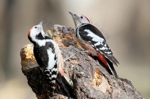 两个中部有斑点的啄木鸟坐向一森林支流