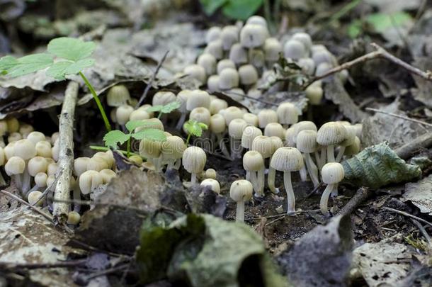 小的白色的可以吃的蘑菇采用森林