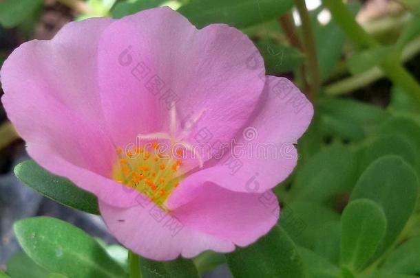 美丽的粉红色的马齿苋属的植物马齿苋花为背景.