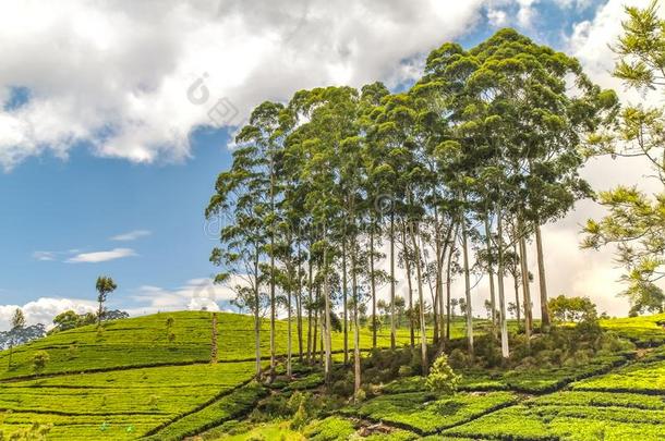 茶水文化在哈普塔莱采用斯里斯里兰卡