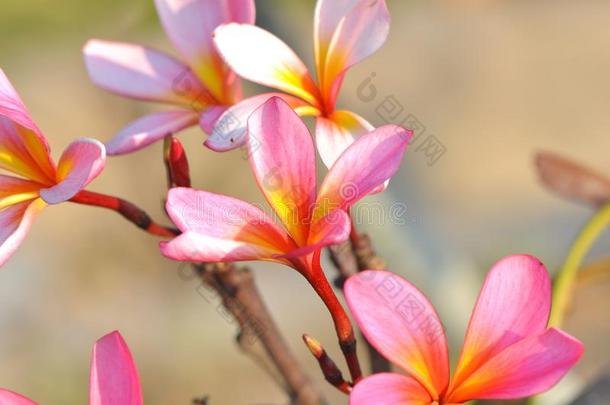 华丽的粉红色的鸡蛋花花和明亮的背景