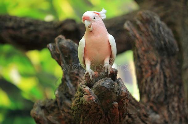 粉红色的美冠鹦鹉
