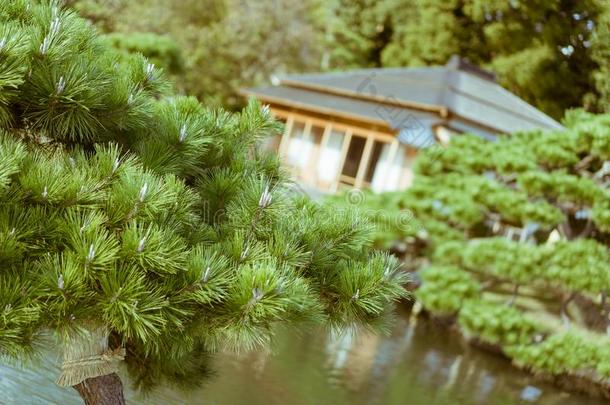 日本人松树树和老的传统的日本人茶<strong>水房</strong>屋采用Thailand泰国