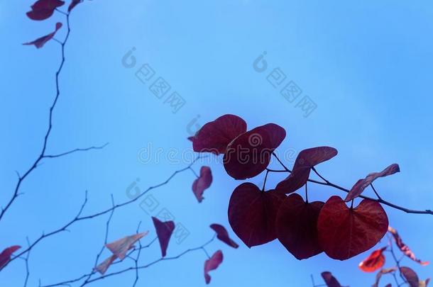 红色的心合适的树叶向树枝,和蓝色天背景