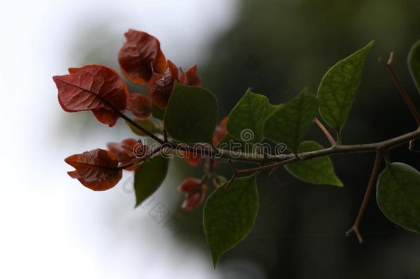 花,红色的,绿色的,叶子花属,灌木,灌木