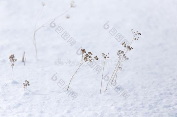 干的干燥的草采用指已提到的人雪