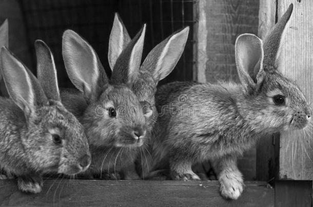 小的兔子.兔子采用农场笼子或养小动物的圈栏.Breed采用g兔子英语字母表的第3个字母