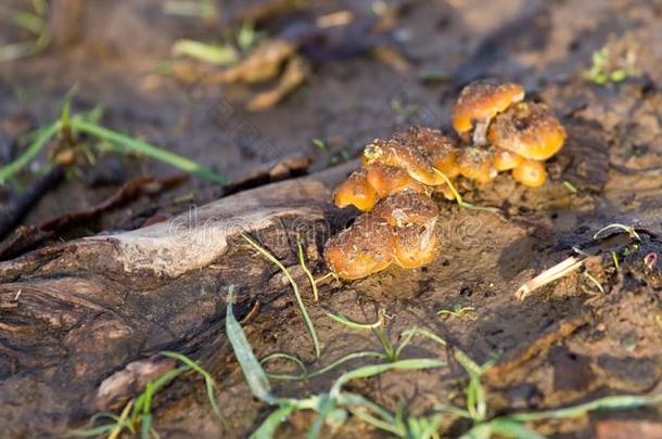 黄色的蘑菇采用自然