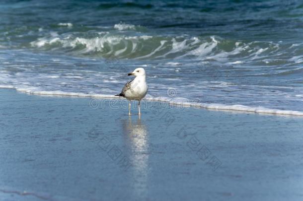 一大大地海鸥步行一起指已提到的人海<strong>海浪</strong>线条