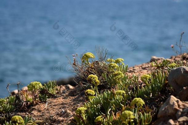 石榴假山植物和蓝色洋背景