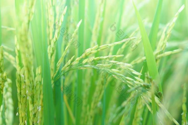 特写镜头年幼的绿色的稻田自然<strong>背景</strong>,软的声调