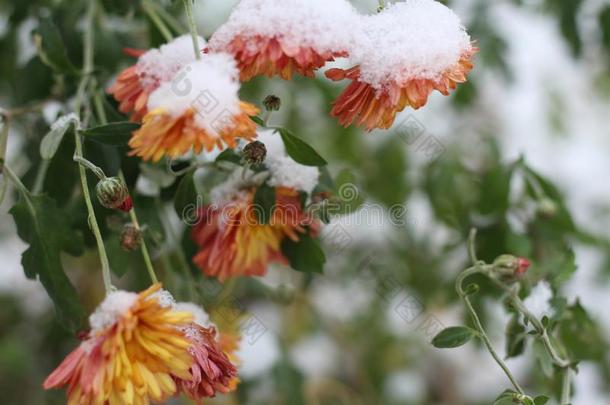 秋一朵花菊花大量的好的雪.冬来.雨衣