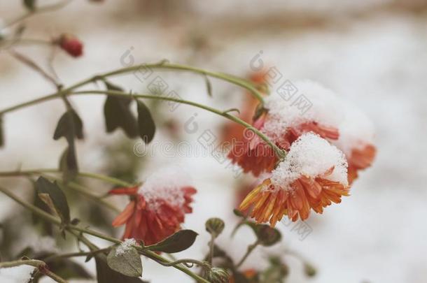 秋一朵花菊花大量的好的雪.冬来.雨衣