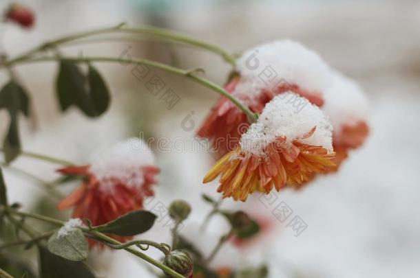 秋一朵花菊花大量的好的雪.冬来.雨衣