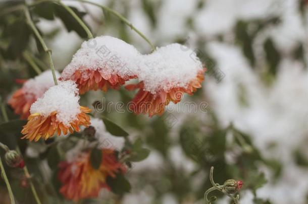 秋一朵花菊花大量的好的雪.冬来.雨衣