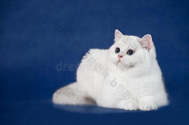 不列颠的白色的短毛猫年幼的猫和魔法蓝色眼睛,不列颠