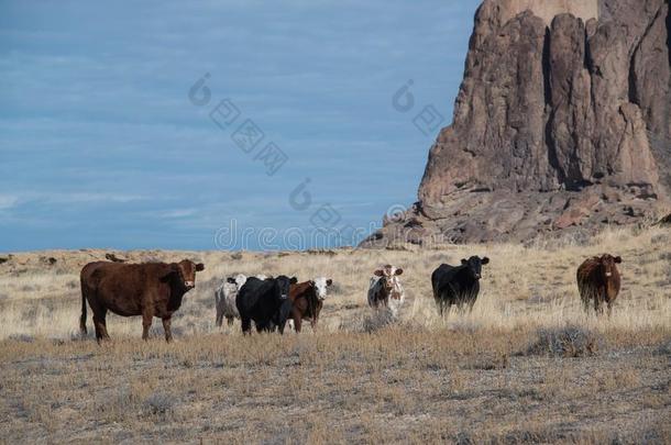 兽群关于母<strong>牛</strong>放牧向冬牧草地采用长满草的pla采用s