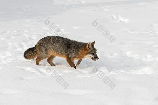 灰色的狐尿嘧啶银灰色潜伏通过雪