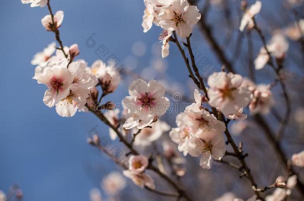 开花<strong>杏树</strong>树