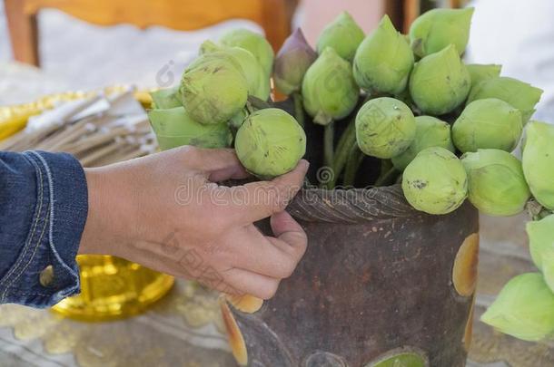 手精选的绿色的莲花采用指已提到的人装饰瓶为崇拜采用佛教.