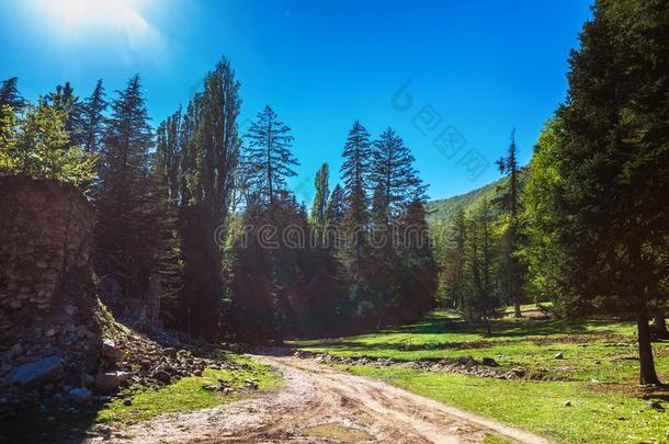 提供森林公园向指已提到的人小山在近处多树木的奥卡兹Cany向,乔治