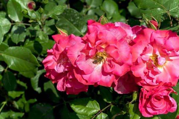 美丽的明亮的花关于玫瑰采用一和煦的：照到阳光的夏g一rden