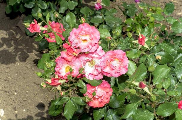 美丽的明亮的花关于<strong>玫瑰</strong>采用一和煦的：照到阳光的夏g一rden