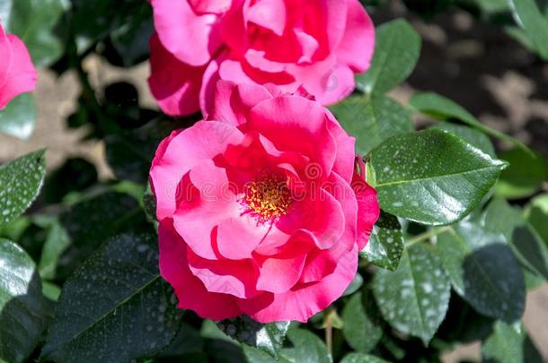 美丽的明亮的花关于玫瑰采用一和煦的：照到阳光的夏g一rden