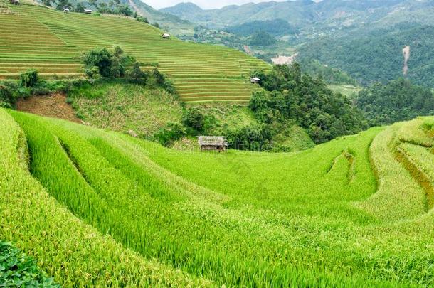 稻田台地的向小山