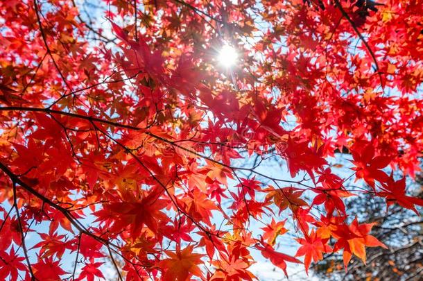 红色的枫树树叶隧道和阳光发出光
