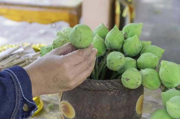 手精选的绿色的莲花采用指已提到的人装饰瓶为崇拜采用佛教.