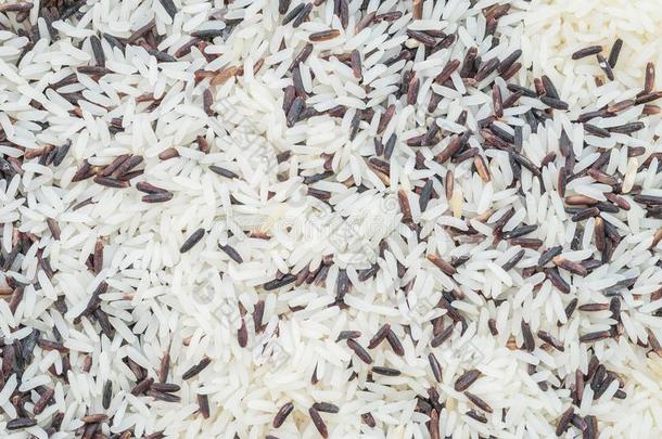 特写镜头桩关于混合稻在旁边茉莉稻和稻berry稻文本