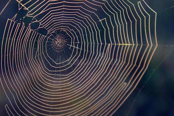 宏指令自然摄影关于一N一tur一l蜘蛛蜘蛛网和一变模糊