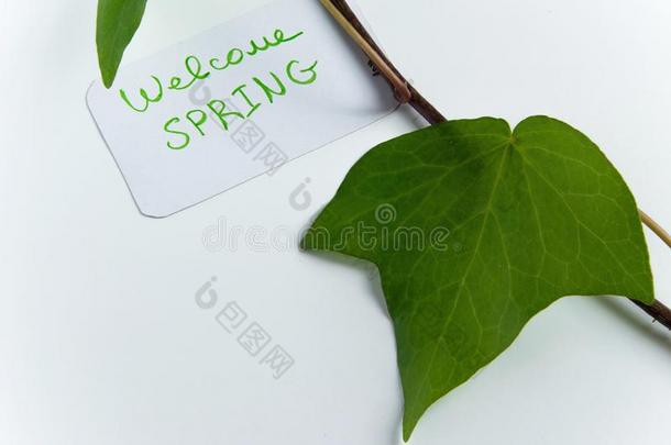 问候卡片`欢迎春季`向白色的背景和绿色的草地