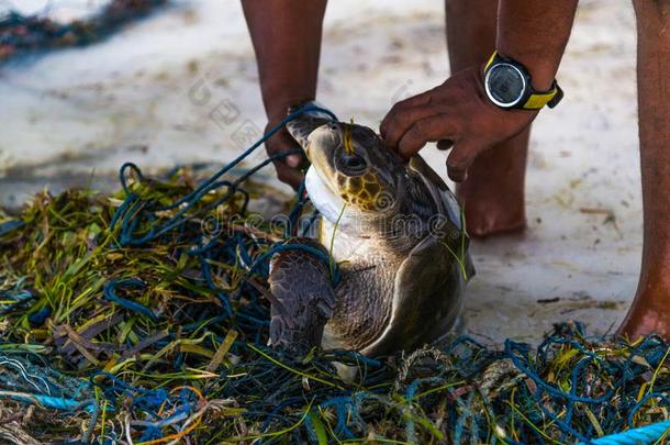 海龟<strong>救助</strong>采用马尔代夫岛,fish采用g网捕集的<strong>动物</strong>,