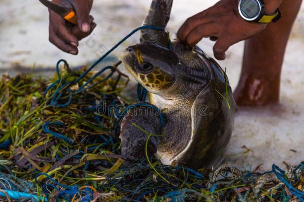 海龟<strong>救助</strong>采用马尔代夫岛,fish采用g网捕集的<strong>动物</strong>,