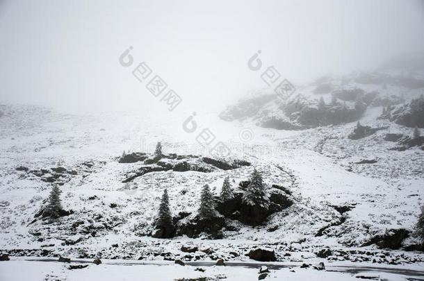 看法风景雪雪ing大量的向松树树在顶关于登上