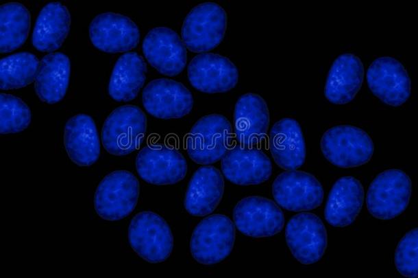 人细胞核中心玷污的蓝色