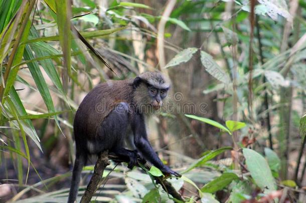 白腹长尾猴猴,CERCOPITHECUS白腹长尾猴,年幼的白腹长尾猴走独唱搜寻在英语字母表的第12个字母