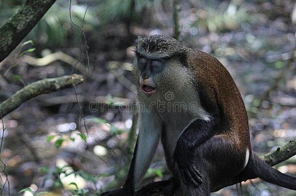 白腹长尾猴猴,CERColombia哥伦比亚PITHECUS白腹长尾猴,白日梦在光Colombia哥伦比亚NSERV在IONCo