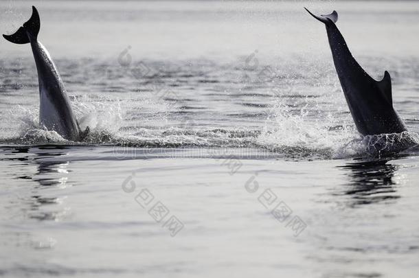 野生的宽吻海豚海豚