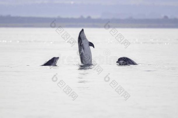 野生的宽吻海豚海豚