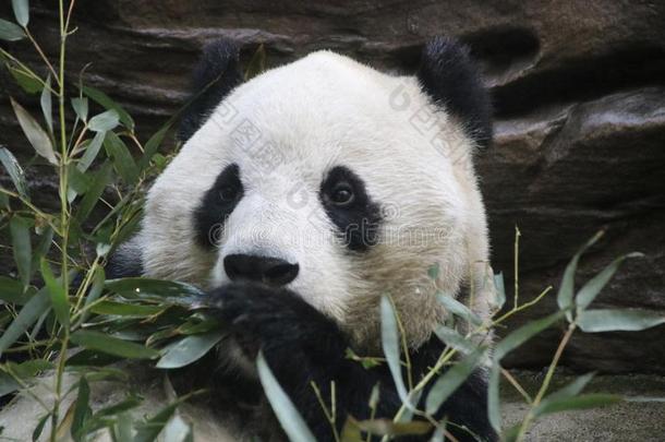 松软的巨人熊猫,北京,中国