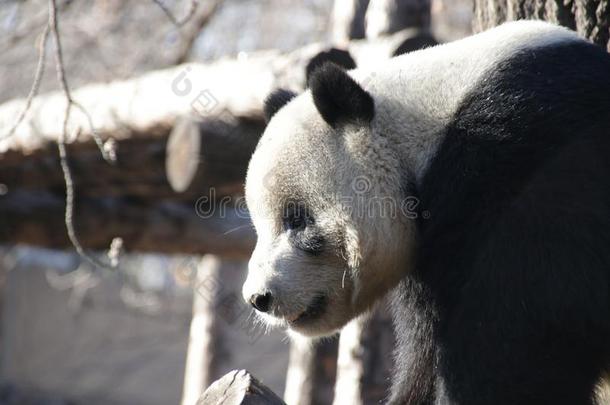 松软的巨人熊<strong>猫</strong>,北京,中国