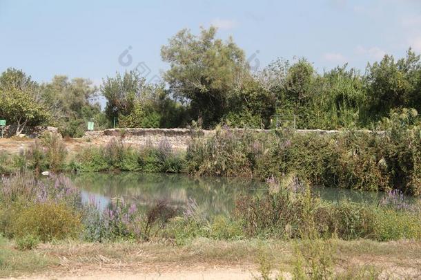 水池和植物群,欧洲情报网阿菲克国家的公园,以色列