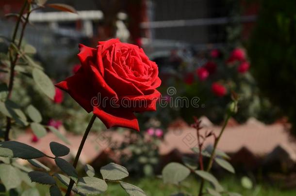 美丽的红色的玫瑰
